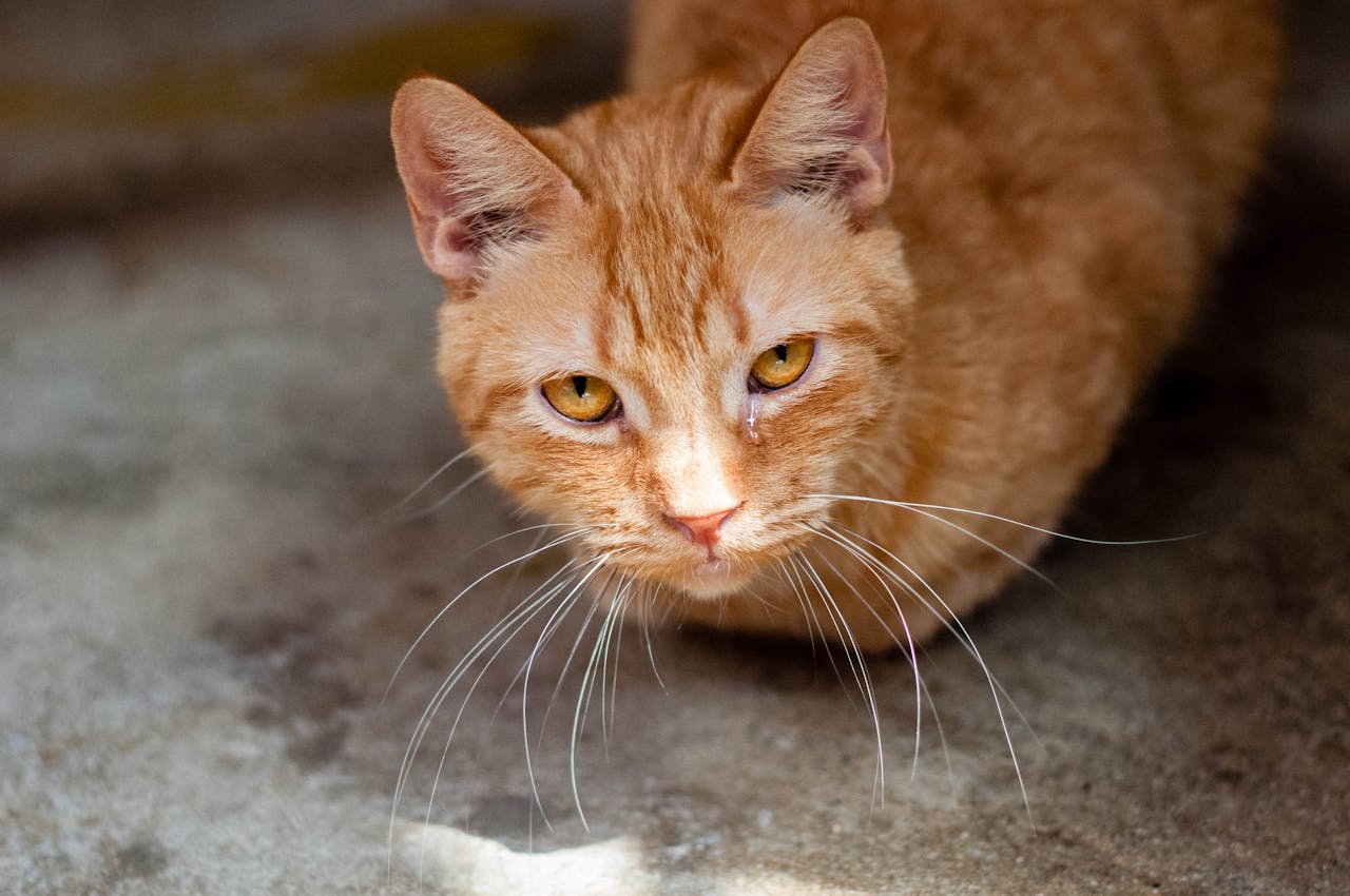 Kediler Neden Kusar? Kedi Kusmasının Nedenleri ve Çözümleri