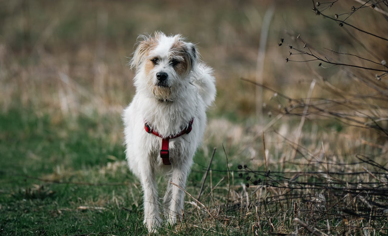 Köpekler Neden Hızlı Nefes Alır? Köpek Solunum Problemleri
