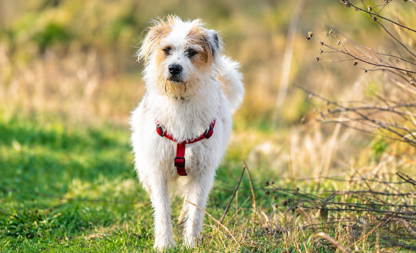 Köpekler Neden Hızlı Nefes Alır? Köpek Solunum Problemleri