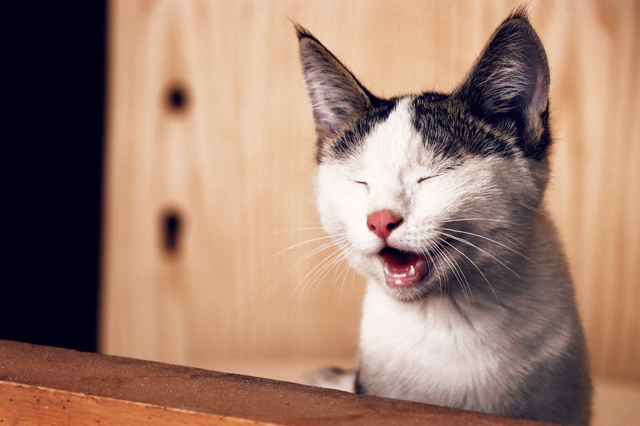 Kediler Neden Hapşırır? Kedi Hapşırmasının Sebepleri