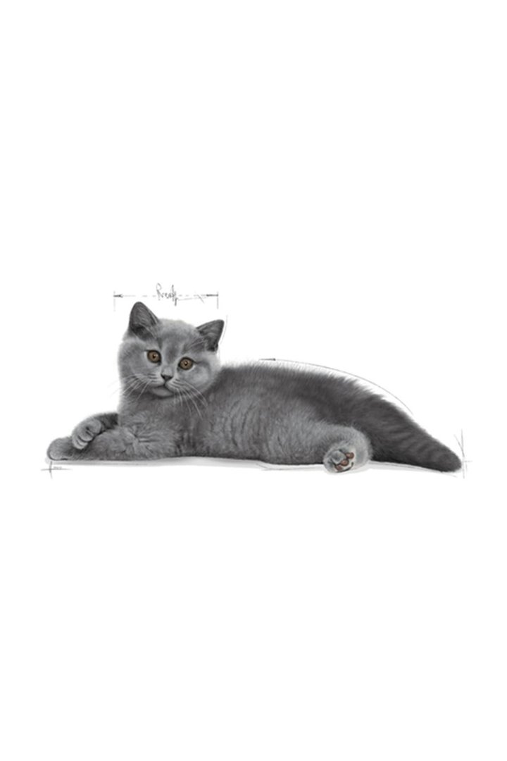 Royal Canin Yavru Kedi Mama British Shorthair 2 Kg görsel 2