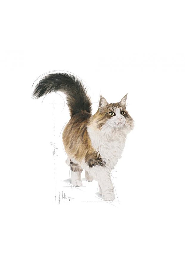 Royal Canin Kedi Yaş Maması İnstinctive 85 G görsel 4