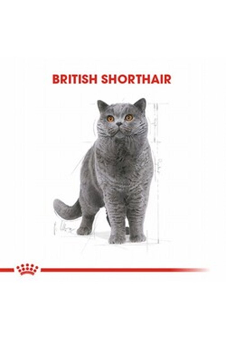 Royal Canin Kedi Yaş Maması British Shorthair 85 G görsel 2