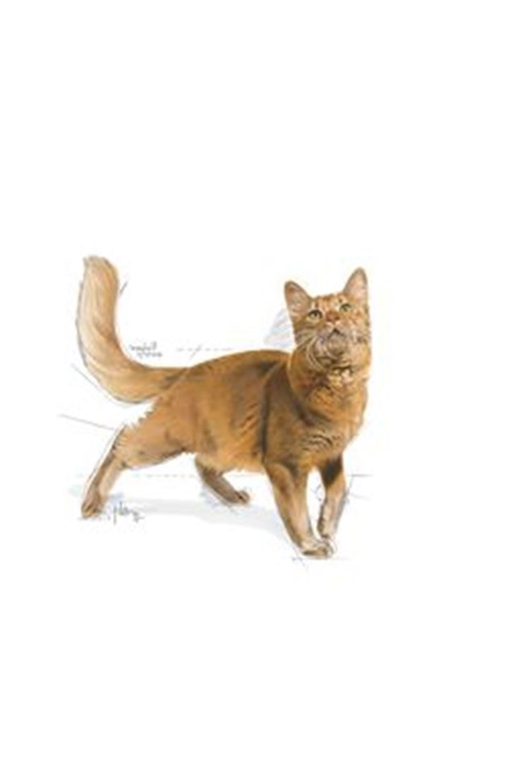Royal Canin Kedi Maması Fit 32 15 Kg görsel 2