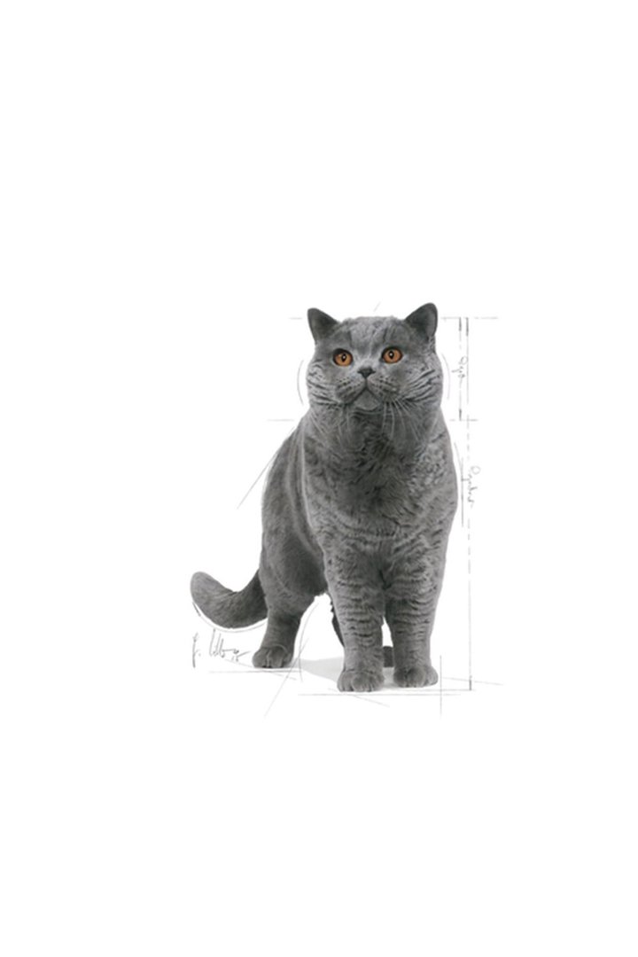 Royal Canin Kedi Maması British Shorthair 2 Kg görsel 2