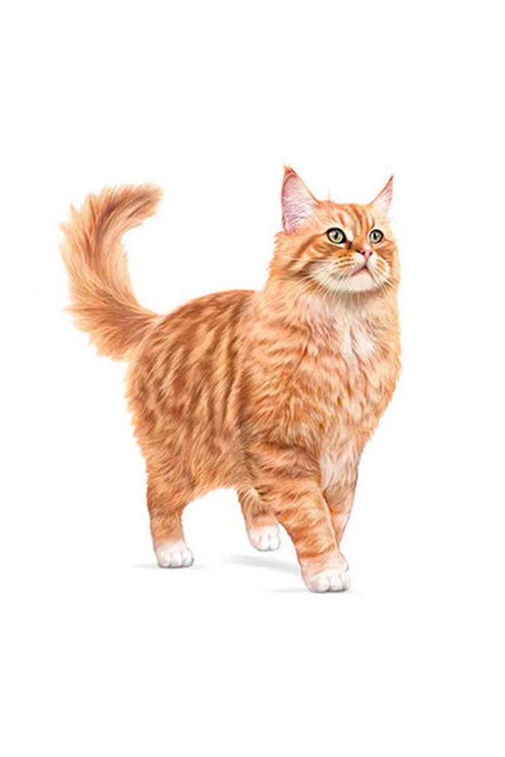 Royal Canin Kedi  Maması 11+ Ageing 2 Kg görsel 3