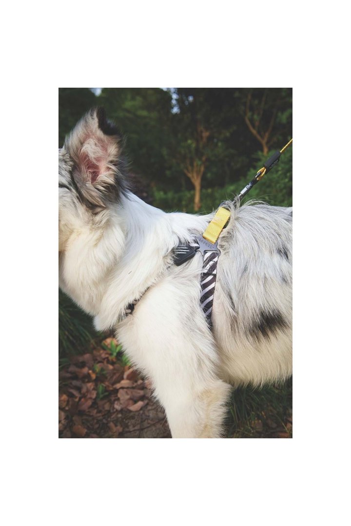 M-Pets Köpek Göğüs Tasması Wild Safari Harness (M) görsel 2