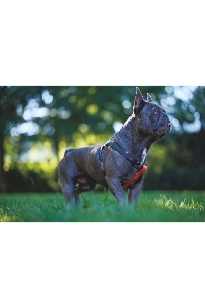M-Pets Köpek Göğüs Tasması Wild Jungle Harness (M) görsel 3