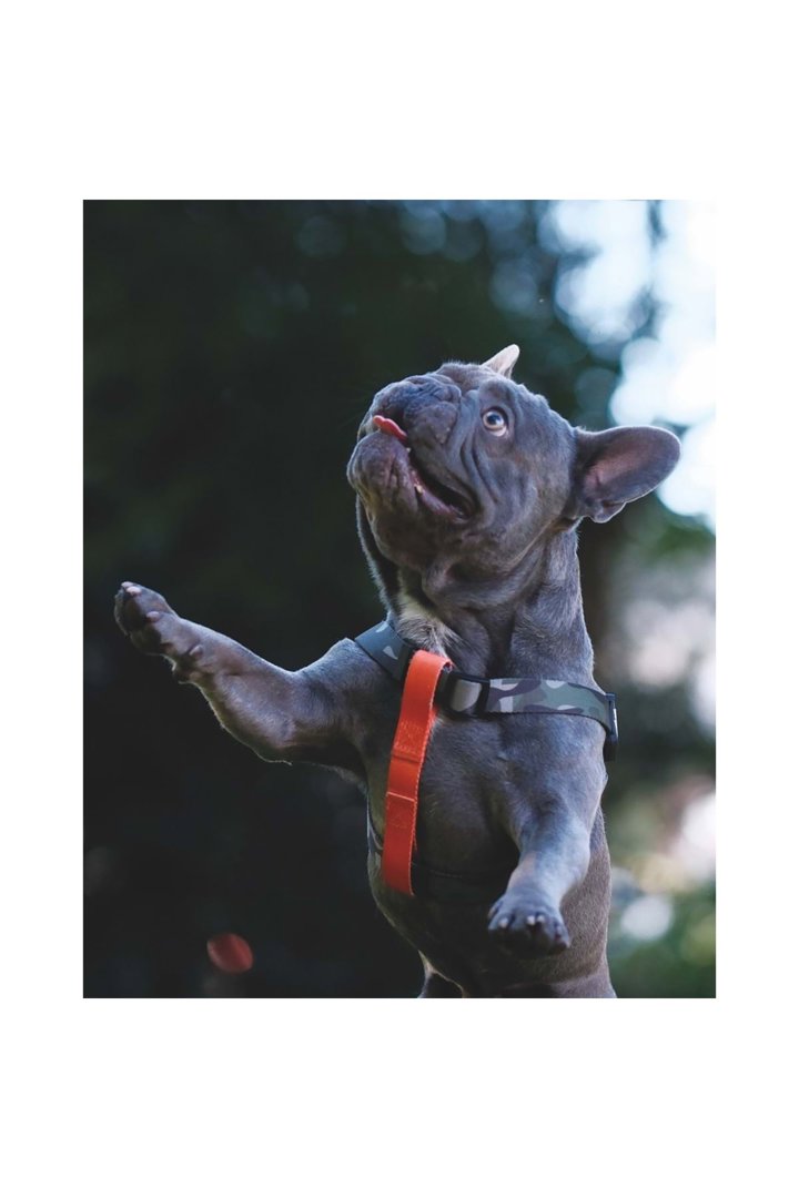 M-Pets Köpek Göğüs Tasması Wild Jungle Harness (M) görsel 6