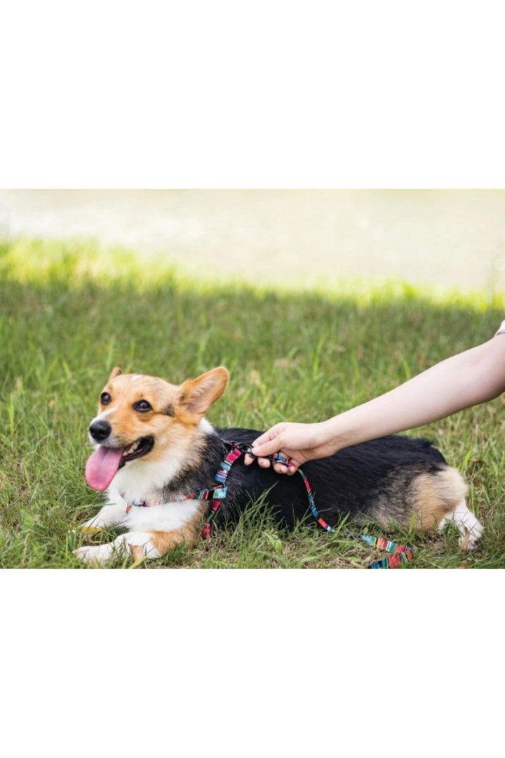 M-Pets Köpek Göğüs Tasması Urban Style (L) 120 Cm görsel 3