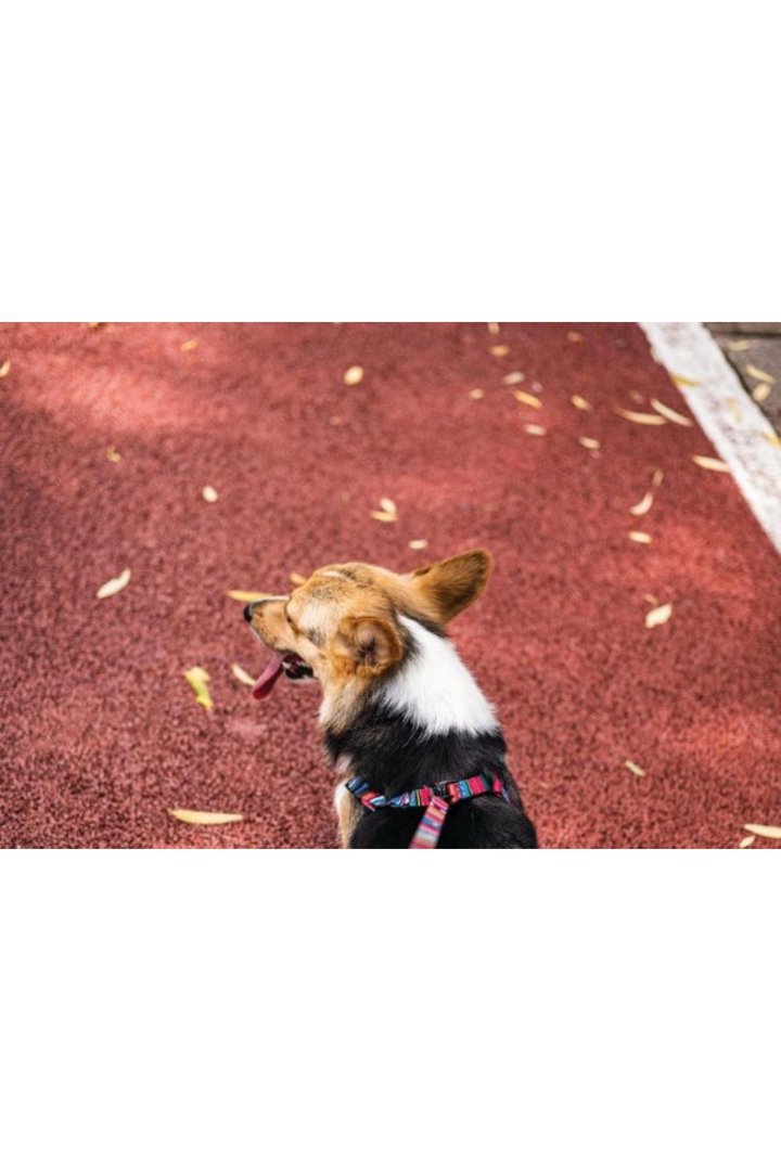 M-Pets Köpek Göğüs Tasması Urban Style (L) 120 Cm görsel 5