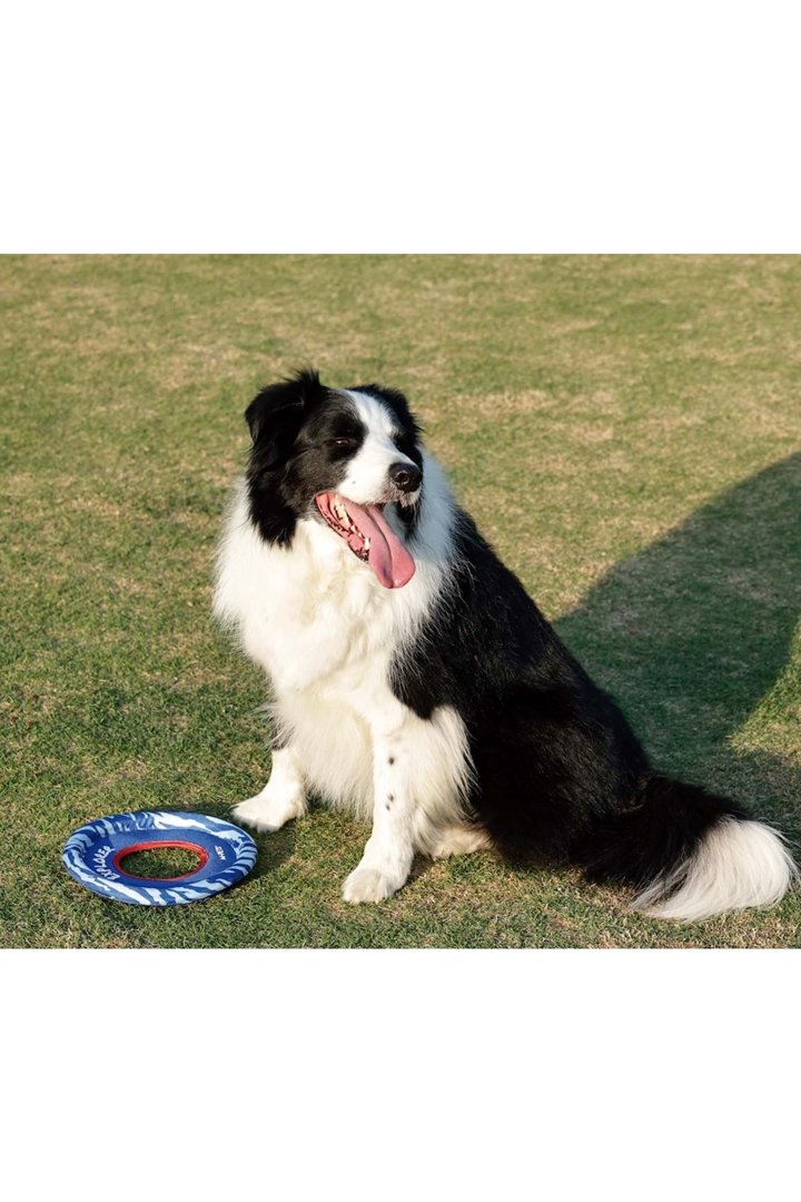M-Pets Köpek Oyuncağı Sprintpuff Frisbee Mavi 24Cm görsel 5