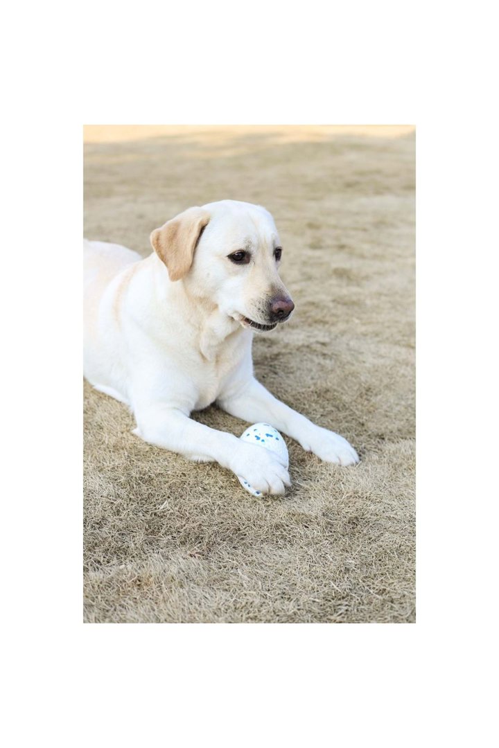 M-Pets Köpek Oyuncağı Rugby Topu Mavi-Beyaz 14 Cm görsel 4