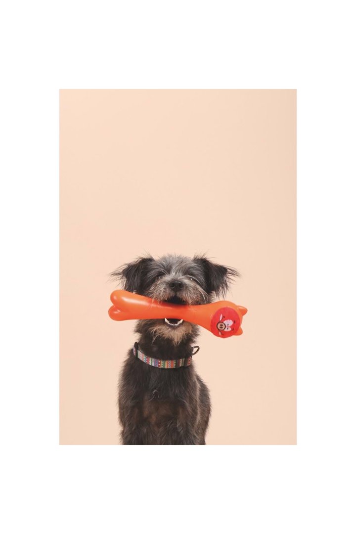 M-Pets Köpek Oyuncağı Rob Ödül Hazneli Turuncu görsel 2