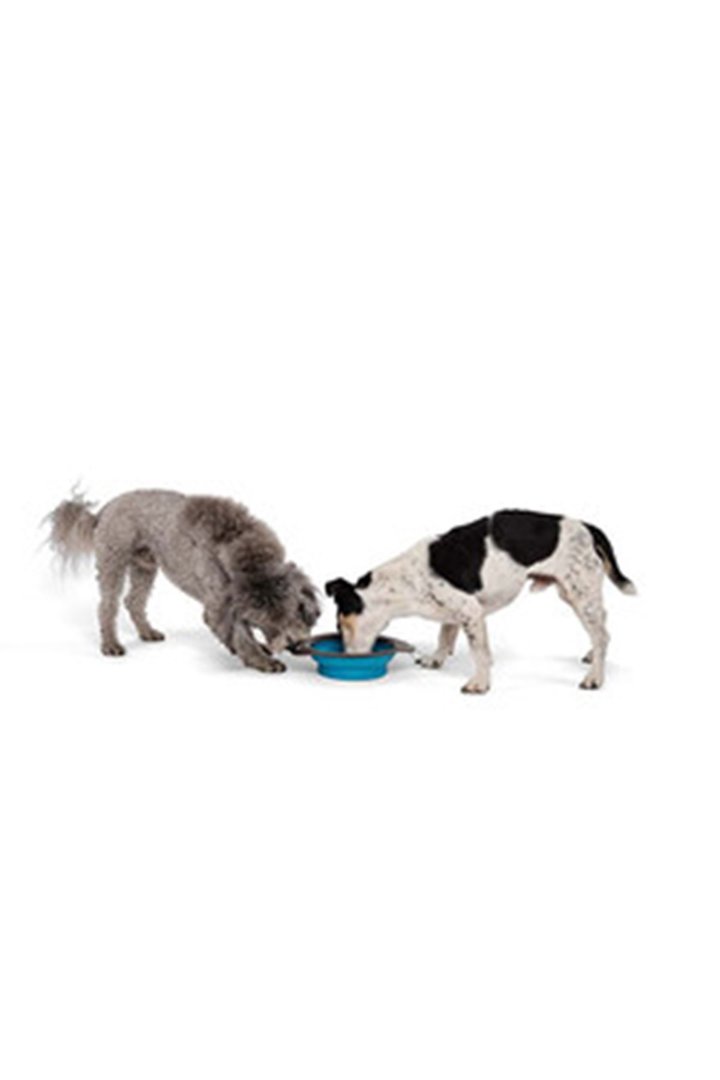 M-Pets Mama ve Su Kabı Katlanır Silikon Mavi 750Ml görsel 3