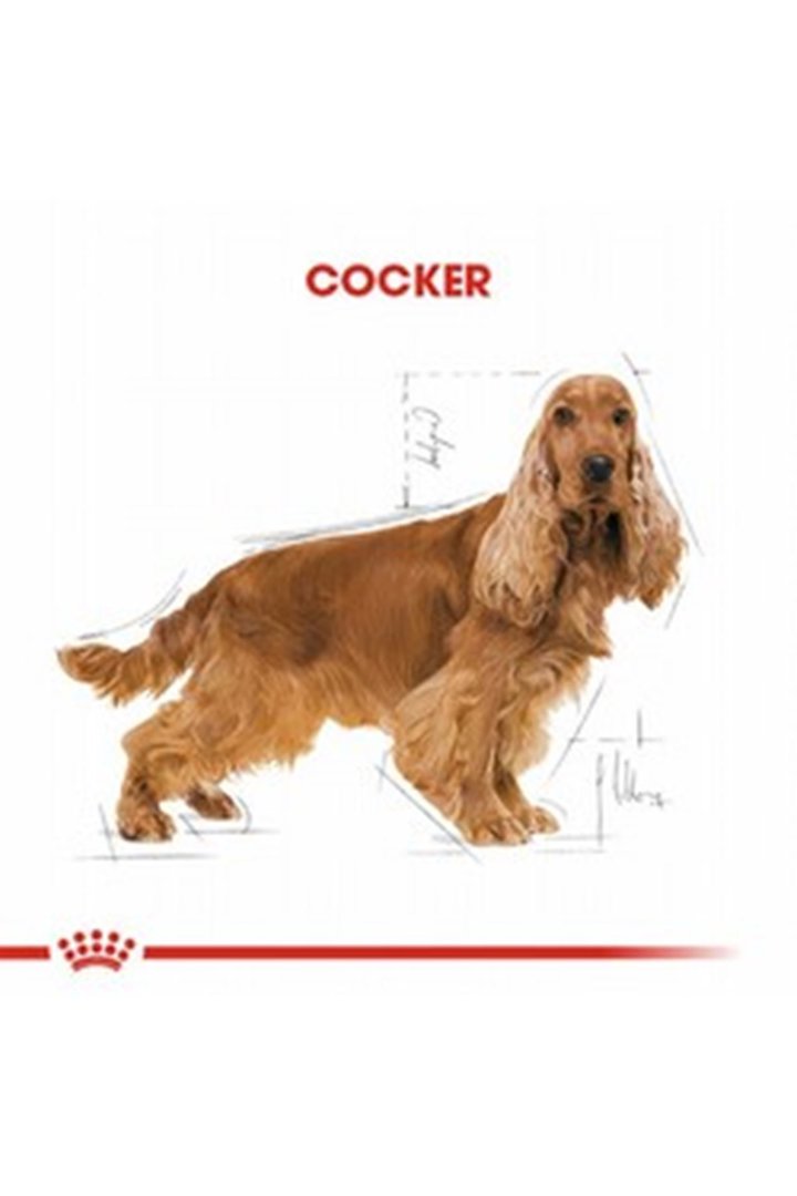 Royal Canin Köpek Maması Cocker 3 Kg görsel 2