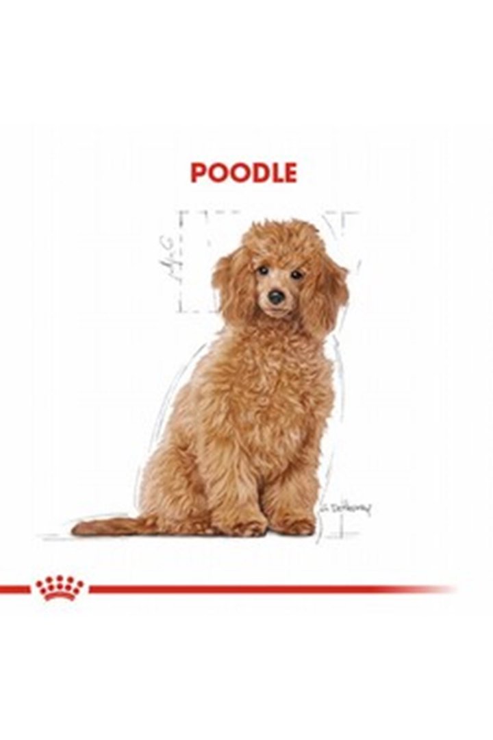 Royal Canin Yavru Köpek Maması Poodle 3 Kg görsel 6