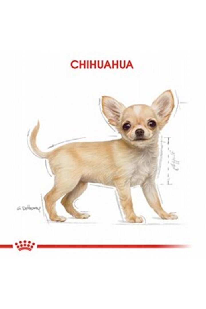 Royal Canin Yavru Köpek Maması Chihuahua 1.5 Kg görsel 4