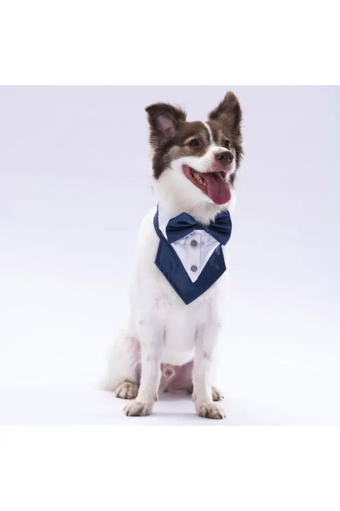 Pawstar Lacivert Fular 2 Beden görsel 2