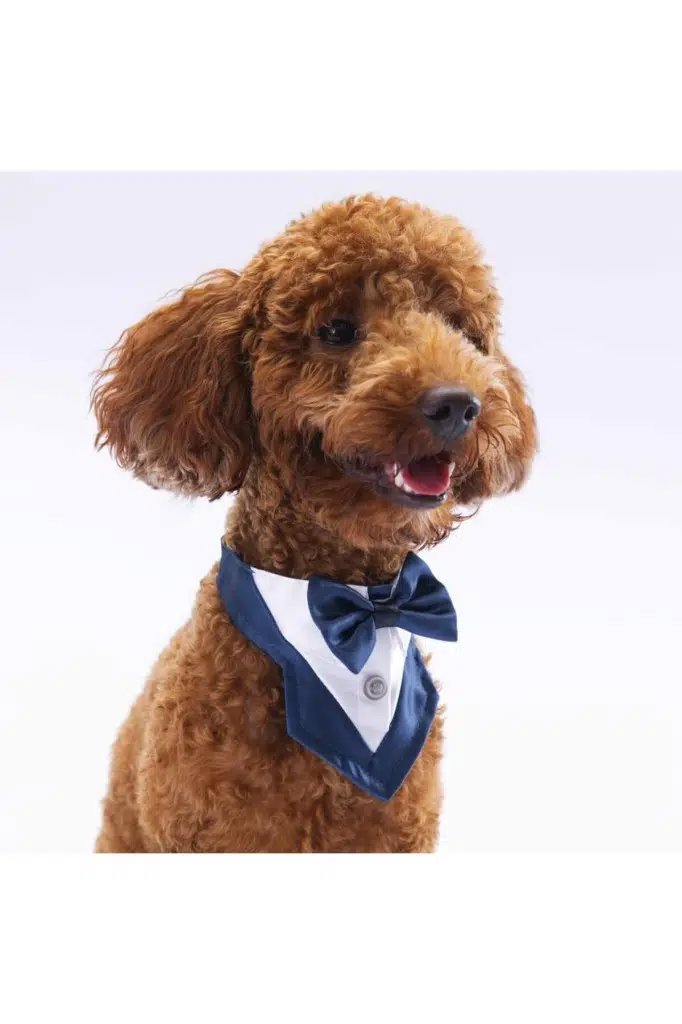 Pawstar Lacivert Fular 2 Beden görsel 3