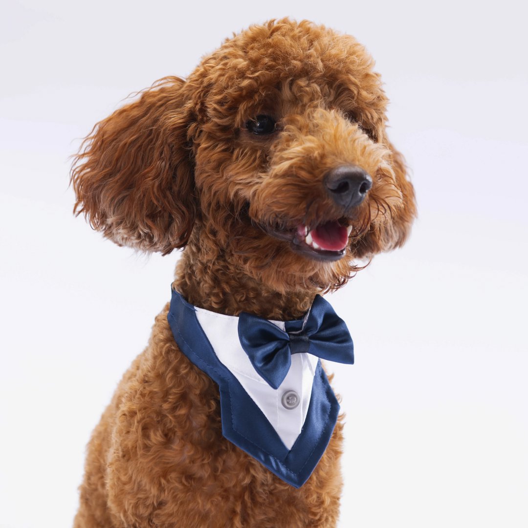 Pawstar Lacivert Fular 2 Beden
