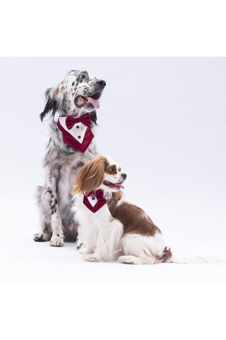 Pawstar Bordo Smokin Fular görsel 2