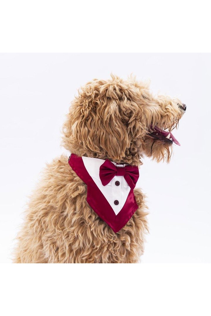 Pawstar Bordo Smokin Fular görsel 4