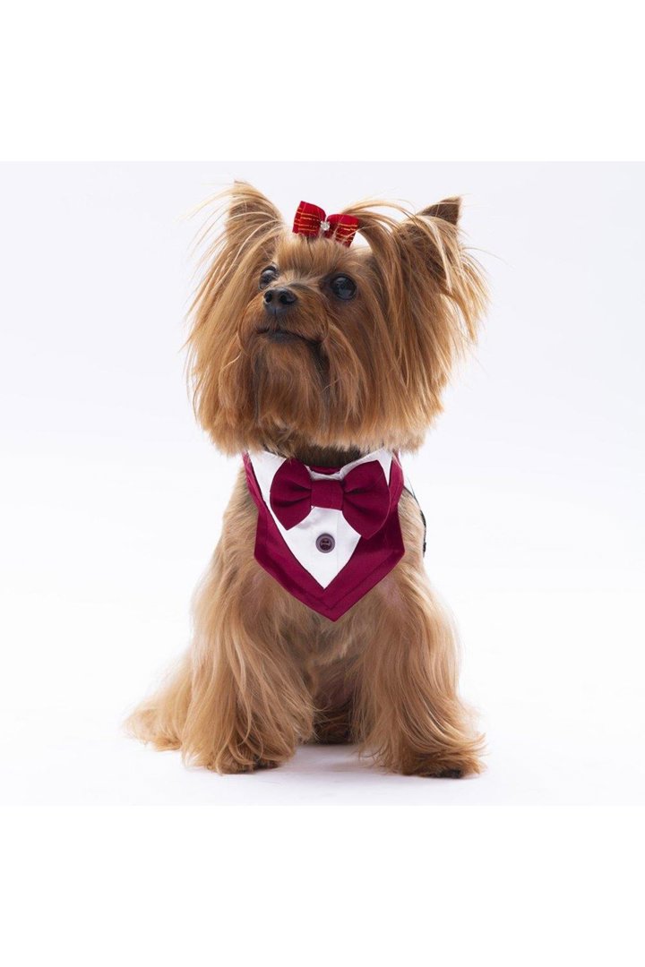 Pawstar Bordo Smokin Fular görsel 2