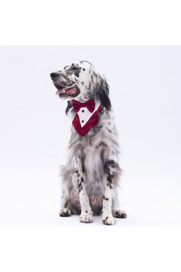 Pawstar Bordo Smokin Fular görsel 3