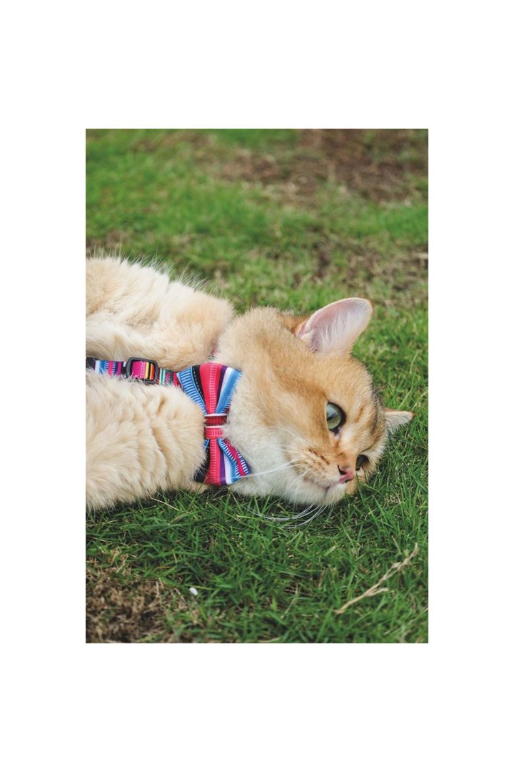 M-Pets Köpek Papyon Urban Style Jazz Sripes (XS-S) görsel 6