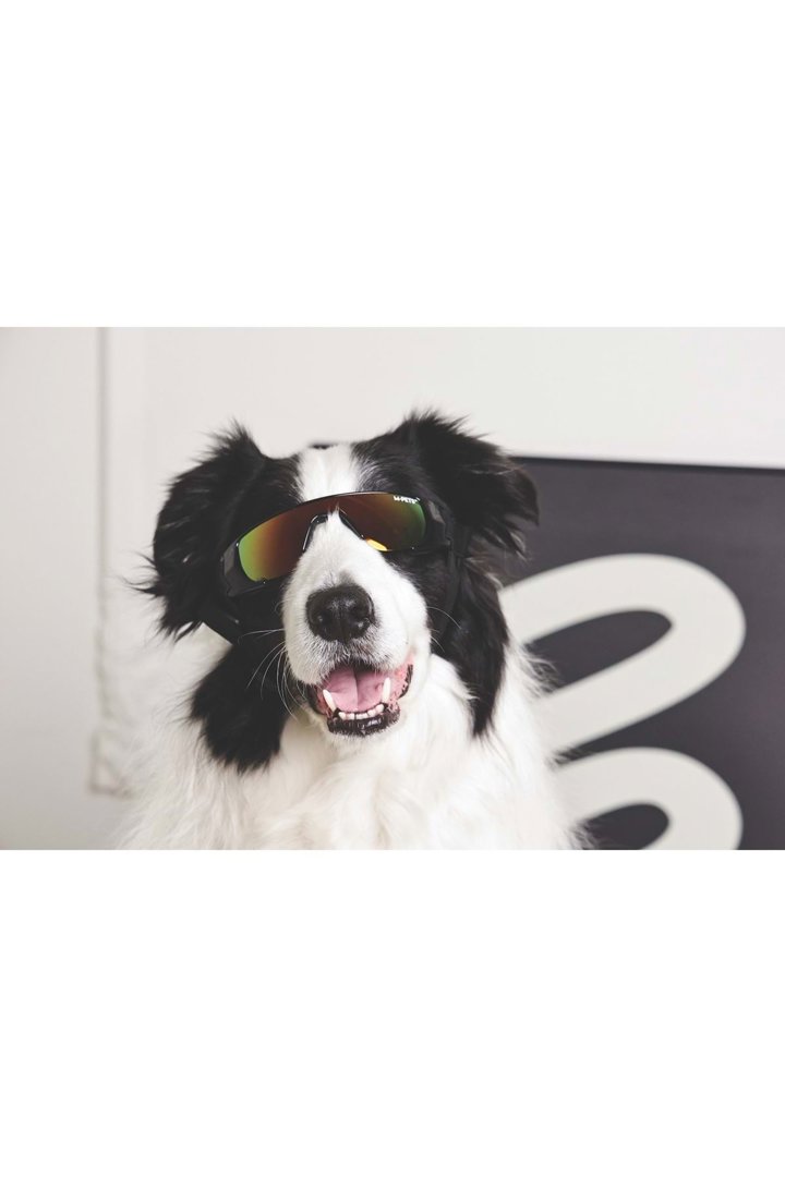 M-Pets Köpek Gözlüğü Siyah görsel 2