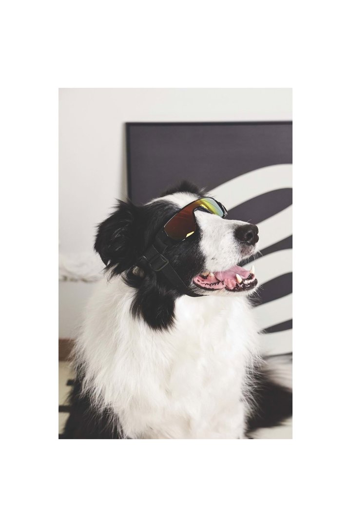 M-Pets Köpek Gözlüğü Siyah görsel 3