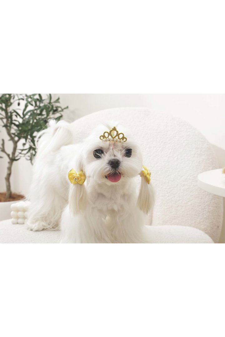 M-Pets Glam Köpekler İçin Toka Sarı görsel 3