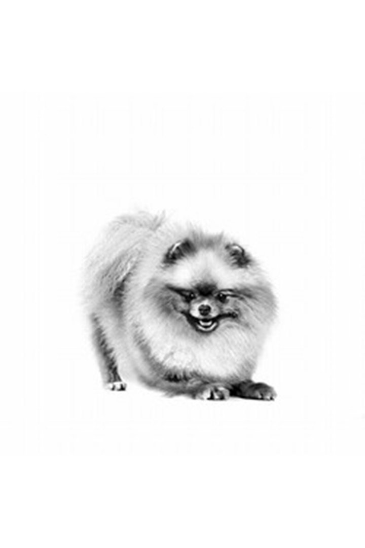 Royal Canin Köpek Maması Pomeranian 1.5 Kg görsel 4