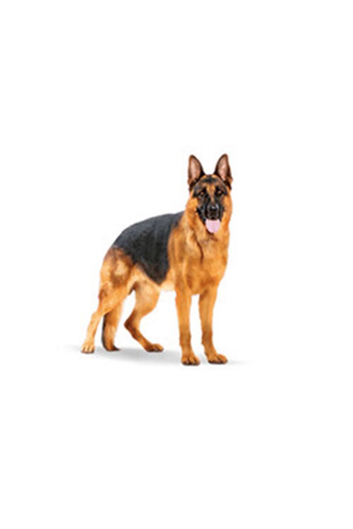 Royal Canin Köpek Maması Büyük Irk 15 Kg görsel 6