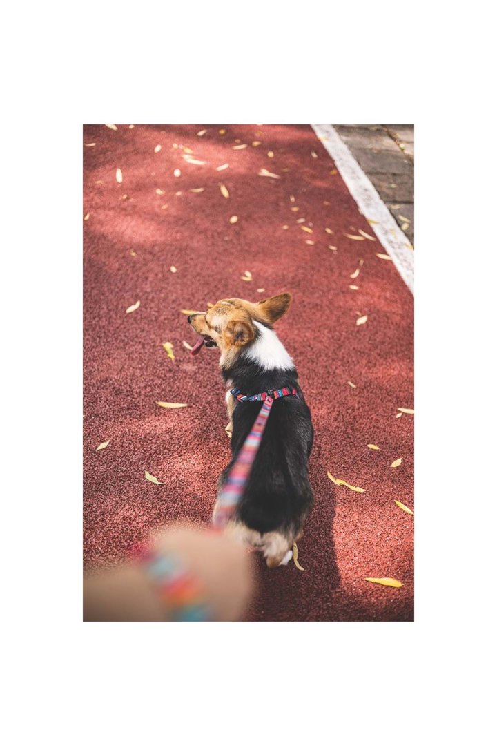M-Pets Köpek Gezdirme Kayışı Urban Style Jazz (S) görsel 5