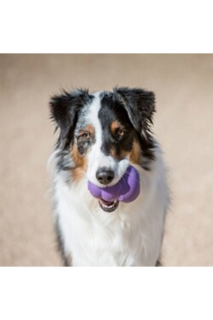 Kong Yaşlı Köpek Oyuncağı Senior L görsel 5