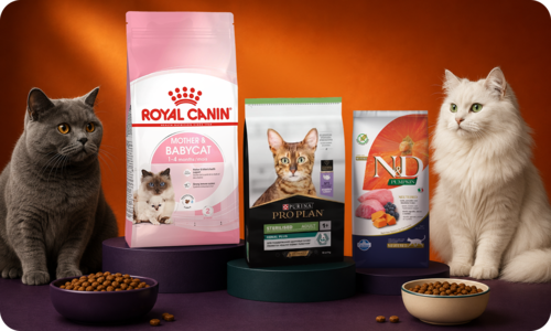 Kedi Kuru Mama Çeşitlerini Hemen Keşfet!